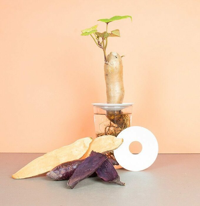 Coupelle de germination taille L - BOTANOPIA