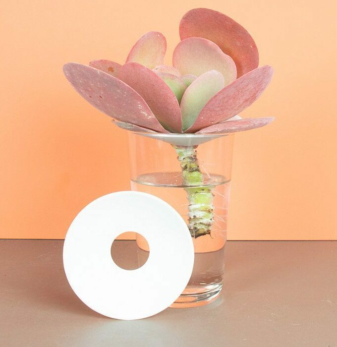 Coupelle de germination taille L - BOTANOPIA