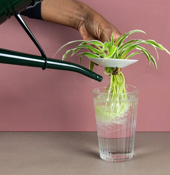 Coupelle de germination taille L - BOTANOPIA