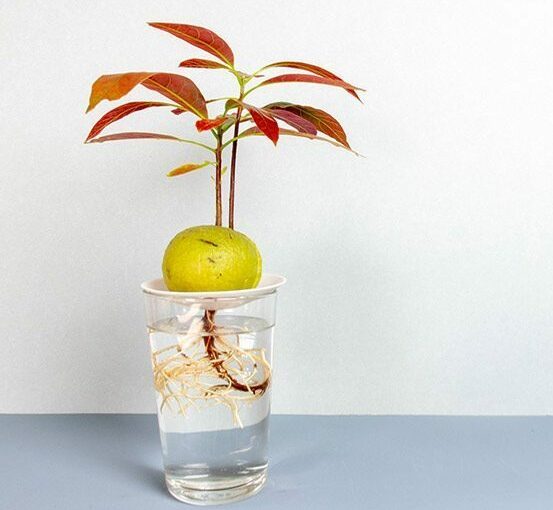 Coupelle de germination taille L - BOTANOPIA