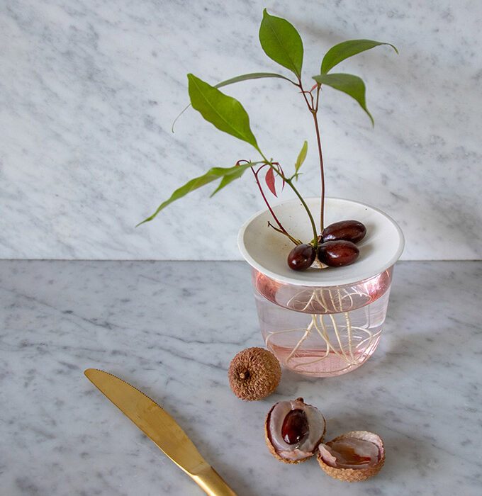 Coupelle de germination taille S - BOTANOPIA