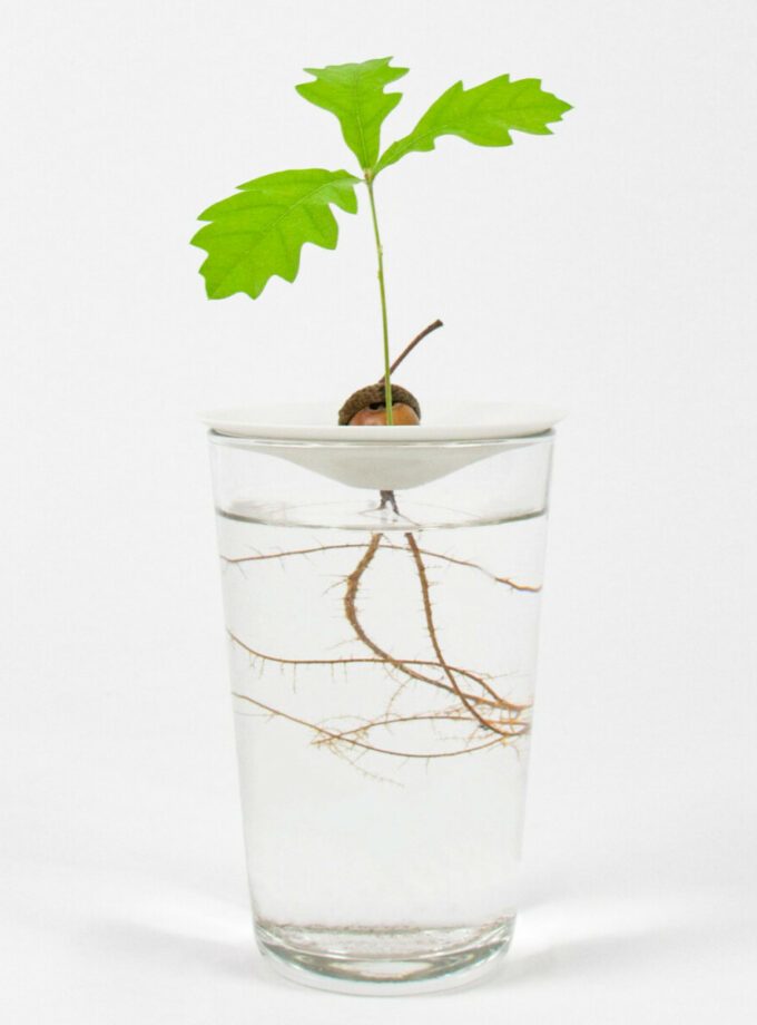 Coupelle de germination taille S - BOTANOPIA