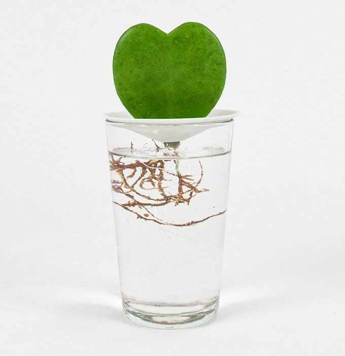 Coupelle de germination taille S - BOTANOPIA