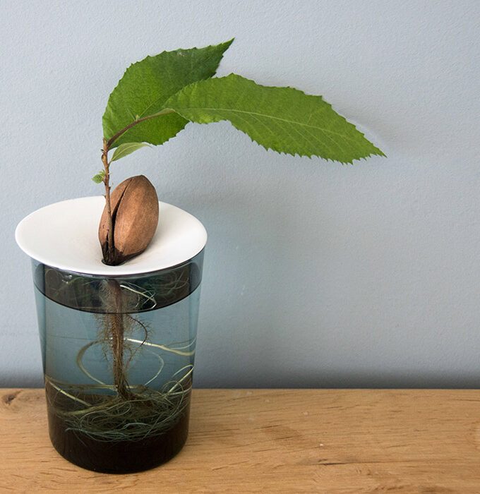 Coupelle de germination taille S - BOTANOPIA