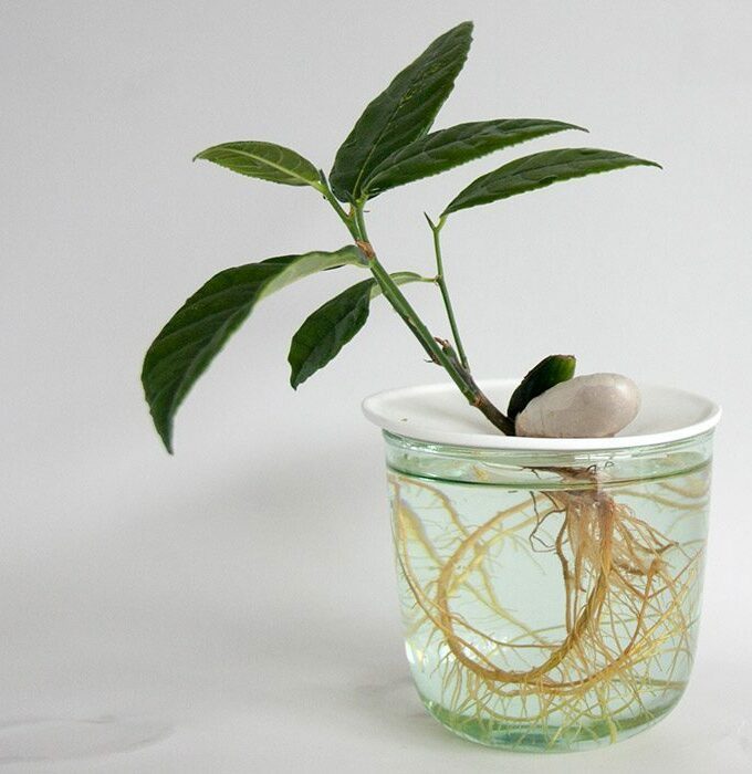 Coupelle de germination taille S - BOTANOPIA