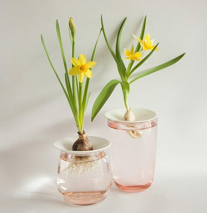 Coupelle de germination taille S - BOTANOPIA