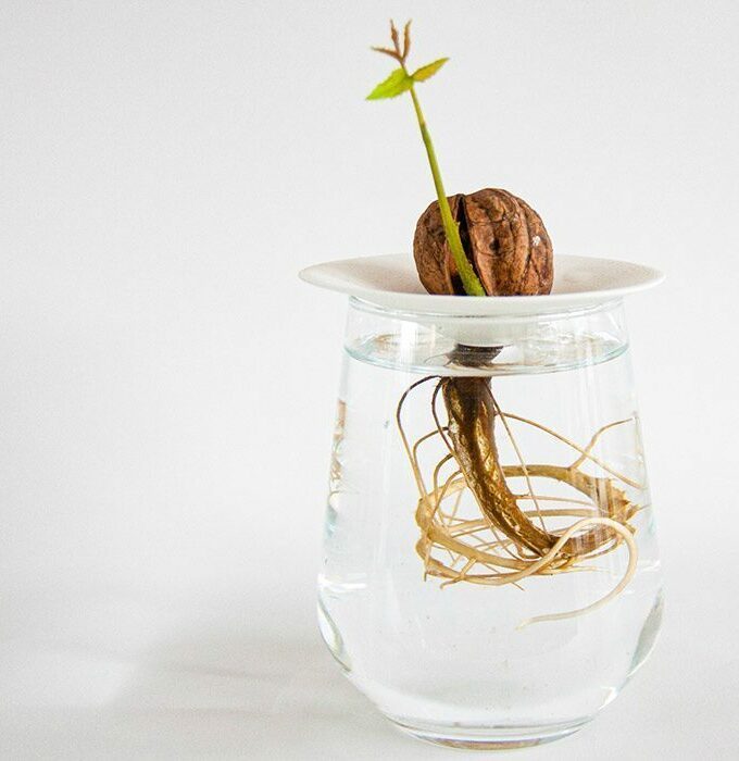 Coupelle de germination taille S - BOTANOPIA