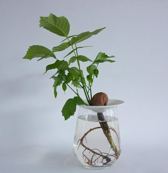 Coupelle de germination taille S - BOTANOPIA