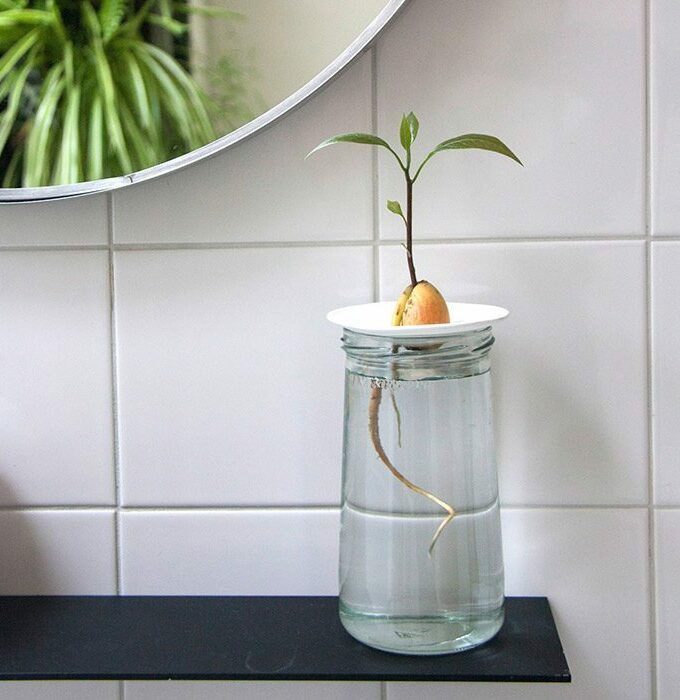 Coupelle de germination taille L - BOTANOPIA