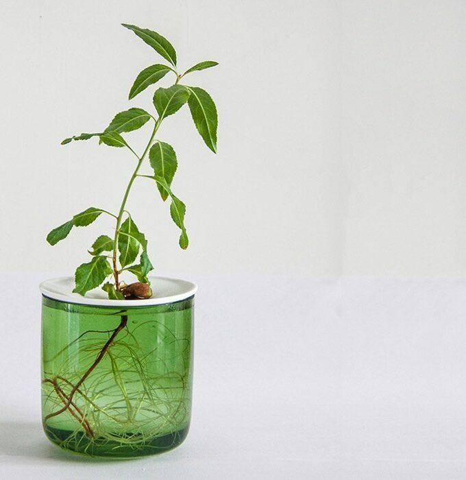 Coupelle de germination taille S - BOTANOPIA