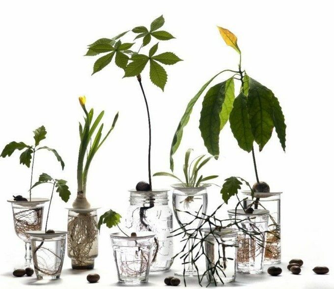 Coupelle de germination taille L - BOTANOPIA