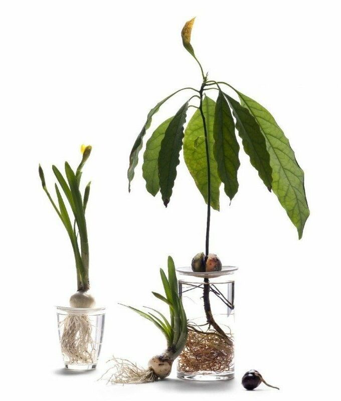 Coupelle de germination taille L - BOTANOPIA