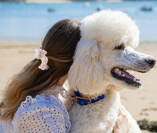 Pince à cheveux Caniche