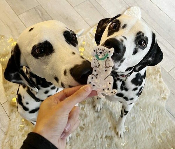 Pince à cheveux Dalmatien