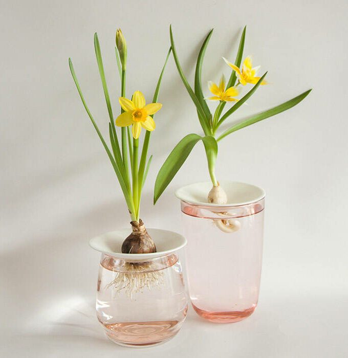 Coupelle de germination taille S - Botanopia