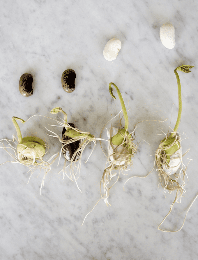 Mix de graines - Botanopia