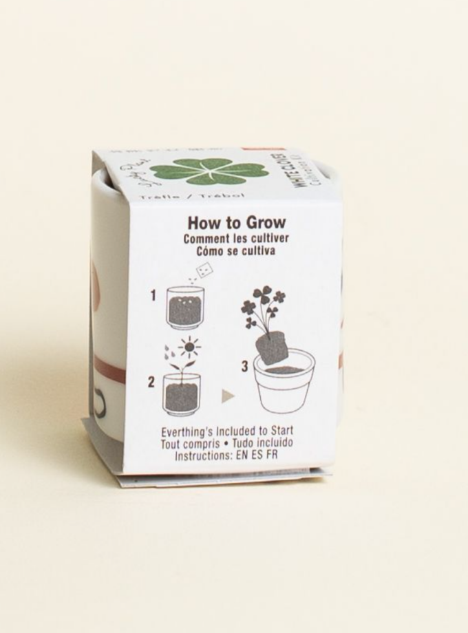 Plante Lucky plant - Chien