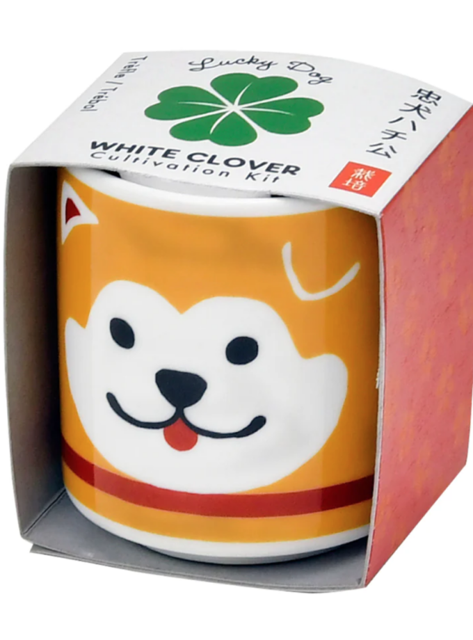 Plante Lucky plant - Chien