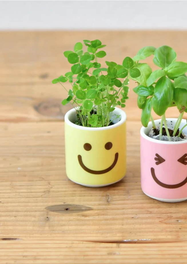 Plante Happy plant - Trèfle blanc