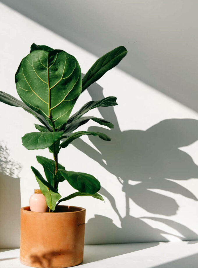 Olla hydratante - Rayé orange et crème